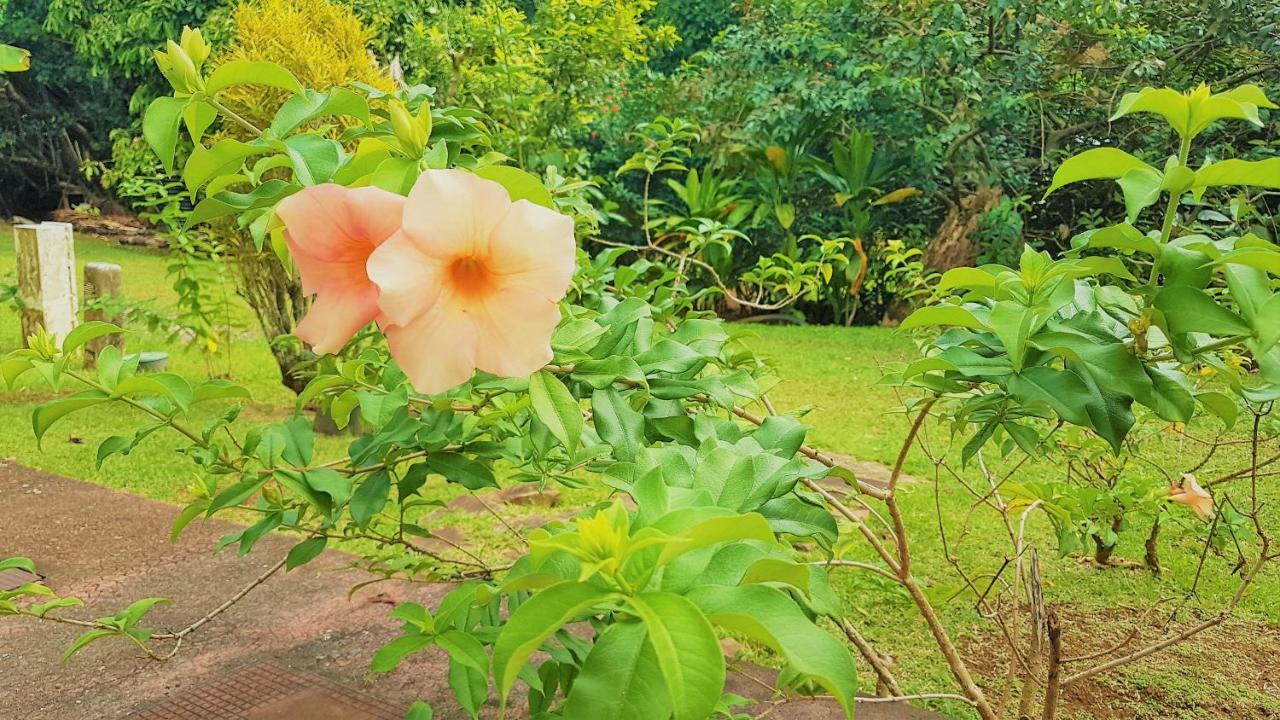 Huahine - Tipanier House Villa Haapu Buitenkant foto